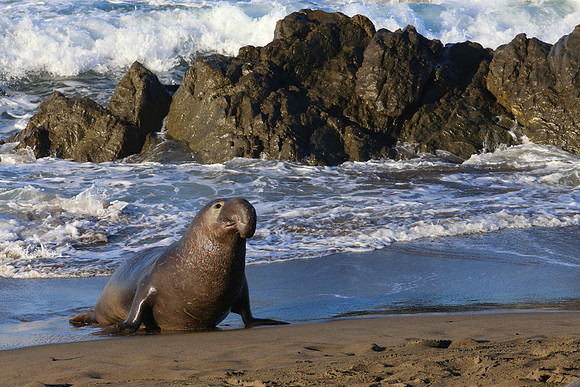 Elephant Seal - Piedras Blancas, San Simeon, California