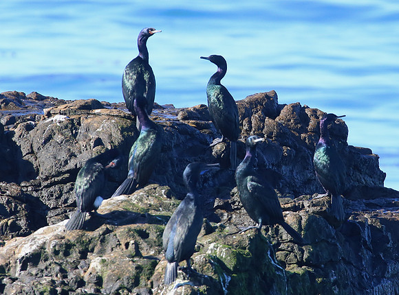 Pelagic Cormorant - Piedras Blancas, San Simeon, California