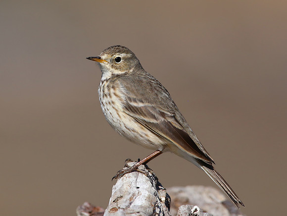 American Pipit - Piedras Blancas, San Simeon, California