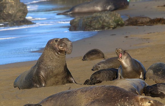 Elephant Seals - Piedras Blancas, San Simeon, California