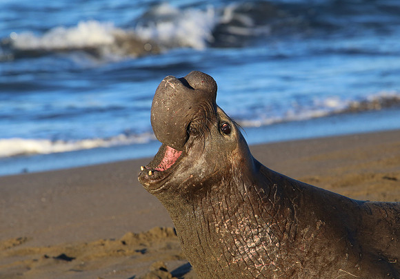 Elephant Seal - Piedras Blancas, San Simeon, California