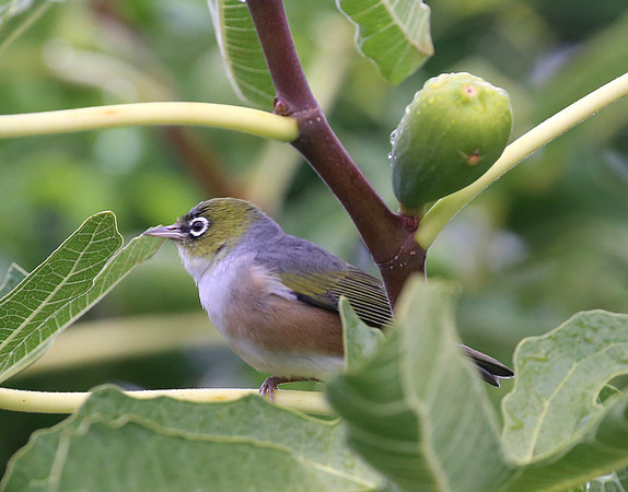 Silvereye - New Zealand