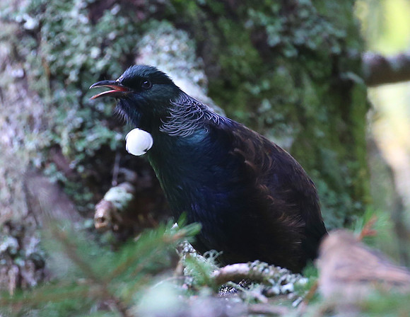 Tui - New Zealand