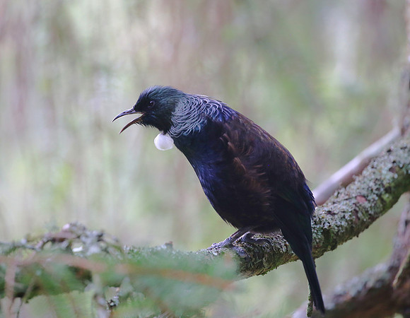 Tui - New Zealand