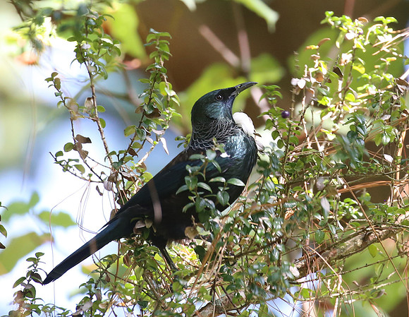Tui - New Zealand