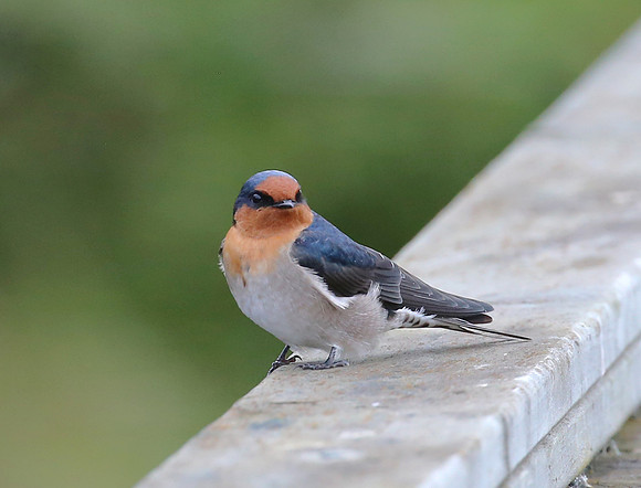 Welcome Swallow - Pekapeka Wetlands, New Zealand