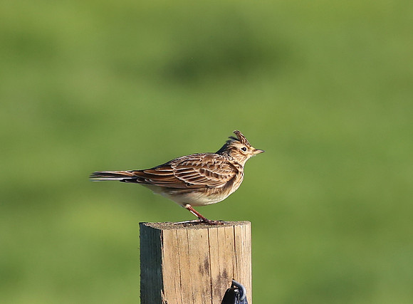 Skylark - New Zealand