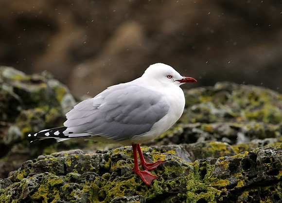 Red-billed Gull - New Zealand