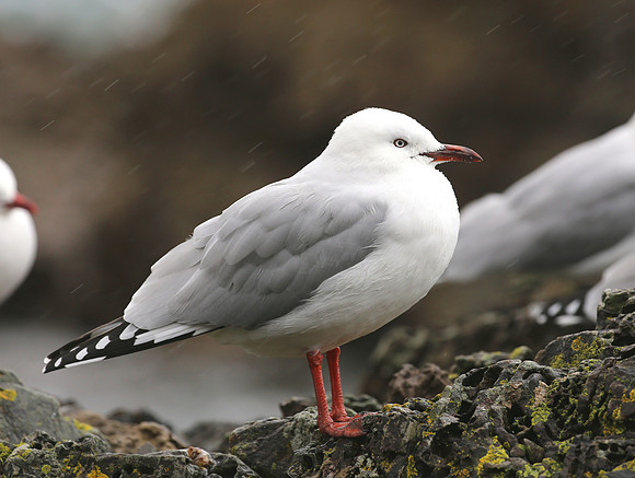 Red-billed Gull - New Zealand
