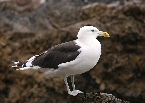 Kelp Gull - New Zealand