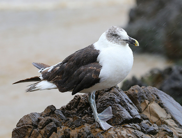 Kelp Gull - New Zealand