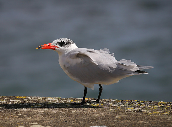 Caspian Tern - New Zealand