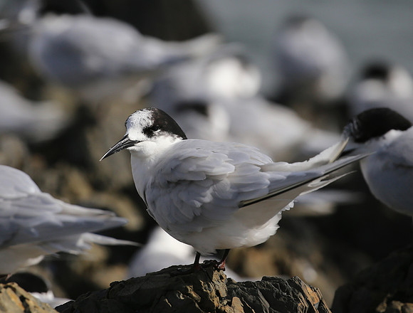 White-fronted Tern - New Zealand