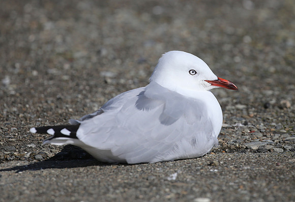 Red-billed Gull - New Zealand