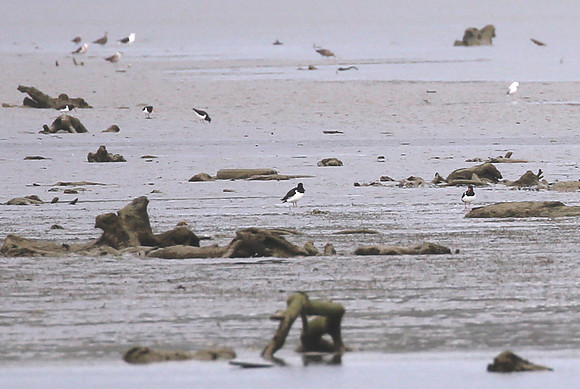 Variable Oystercatcherl - New Zealand
