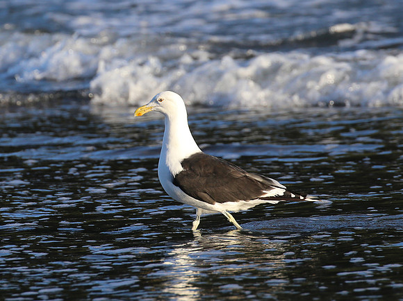Kelp Gull - New Zealand