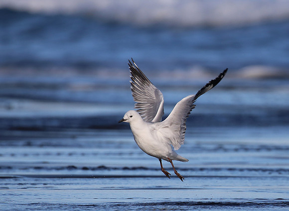 Red-billed Gull - New Zealand