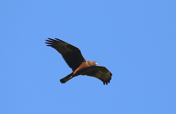 Black Kitel - New Zealand