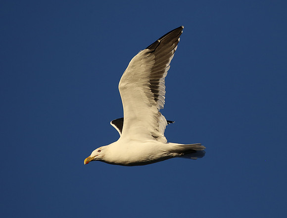 Kelp Gull - New Zealand