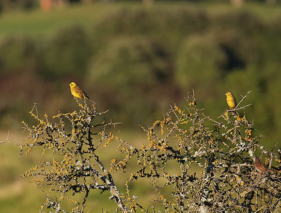 Yellowhammer - New Zealand