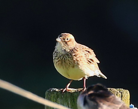 Australasian Pipit - New Zealand