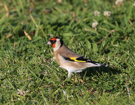European Goldfinch - New Zealand
