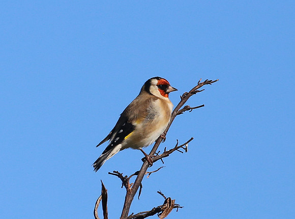 European Goldfinch - New Zealand