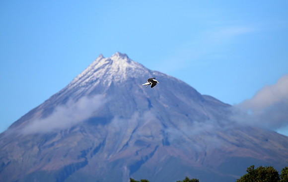 Kelp Gull - New Zealand