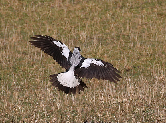 Australian Magpie - Pukorokoro Miranda Shorebird Center, New Zea