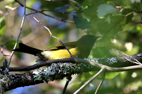 Bellbird - New Zealand