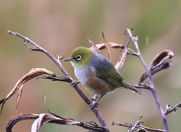 Silvereye - New Zealand