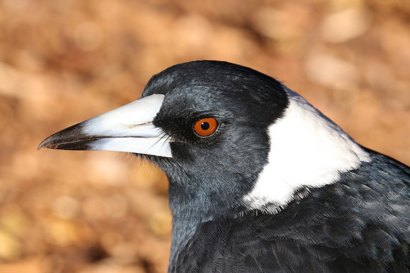 Australian Magpie - Sydney, Australia
