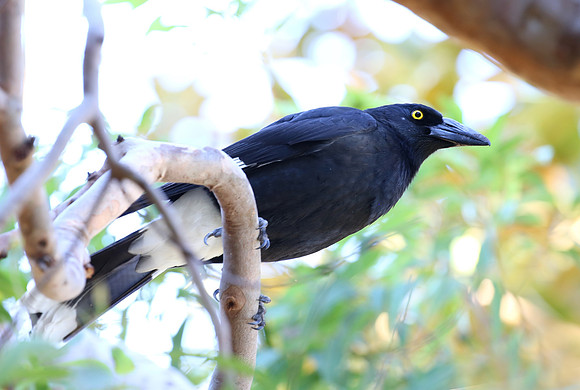Pied Currawong - Sydney, Australia
