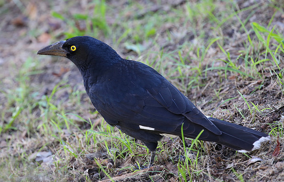 Pied Currawong - Sydney, Australia