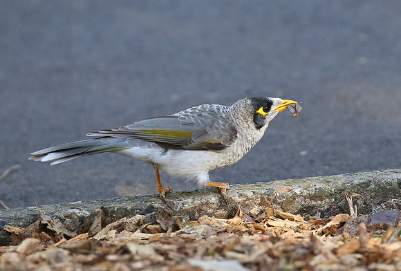 Noisy Miner - Sydney, Australia