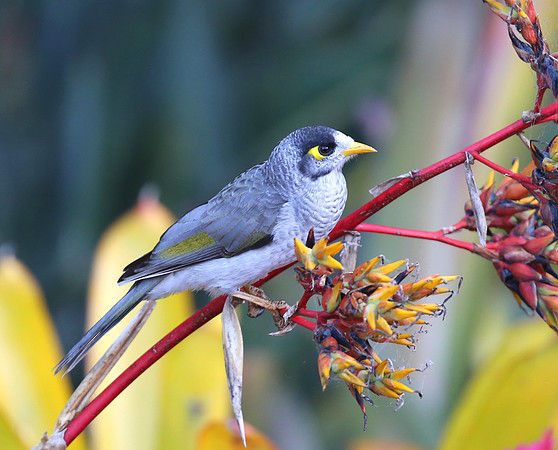 Noisy Miner - Sydney, Australia