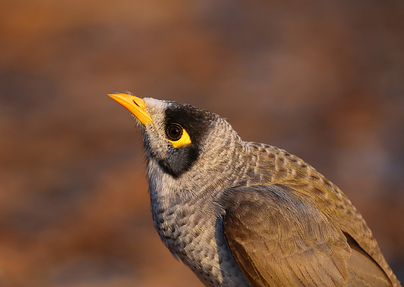 Noisy Miner - Sydney, Australia