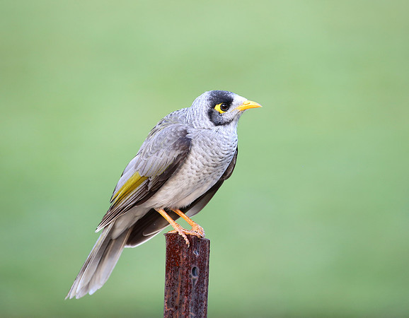 Noisy Miner - Sydney, Australia