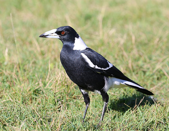 Australian Magpie - Sydney, Australia