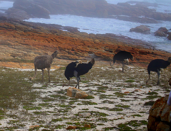 Common Ostrich - Cape of Good Hope, South Africa