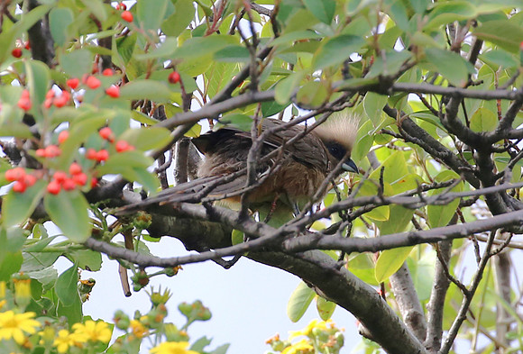 Speckled Mousebird - Cape Town, South Africa