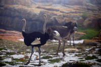 Common Ostrich - Cape of Good Hope, South Africa