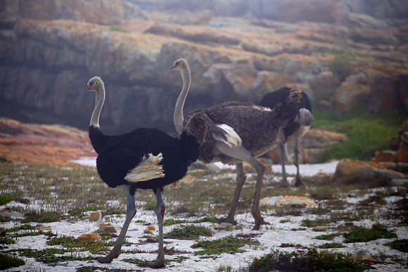 Common Ostrich - Cape of Good Hope, South Africa