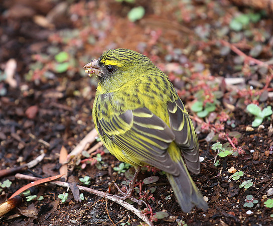 Brimstone Canary - Cape Town, South Africa