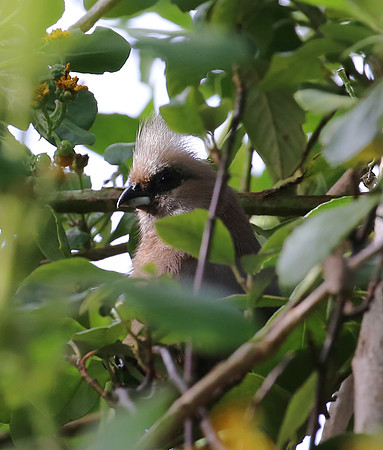 Speckled Mousebird - Cape Town, South Africa