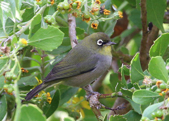 Cape White-eye - Cape Town, South Africa