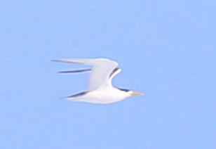 Swift Tern - Cape Town, South Africa