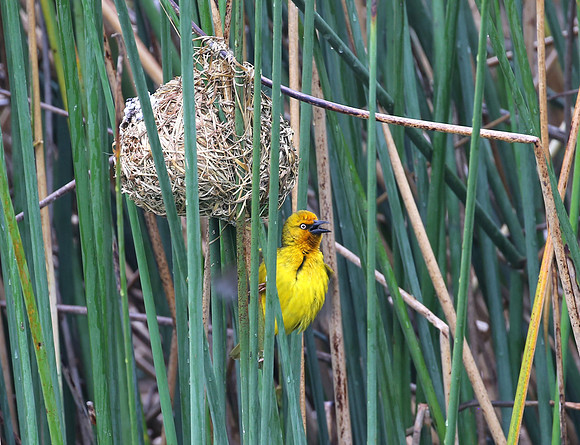 Cape Weaver - Cape Town, South Africa