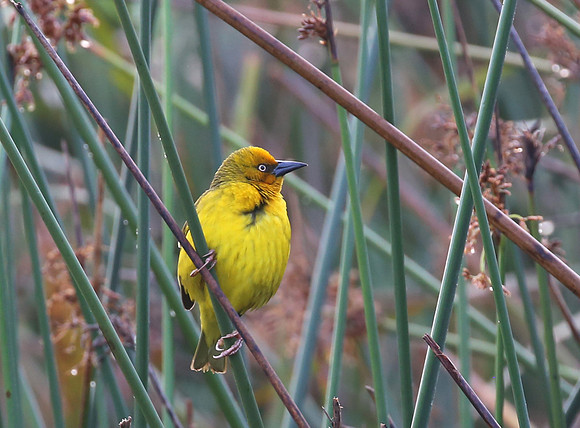 Cape Weaver - Cape Town, South Africa
