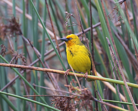Cape Weaver - Cape Town, South Africa